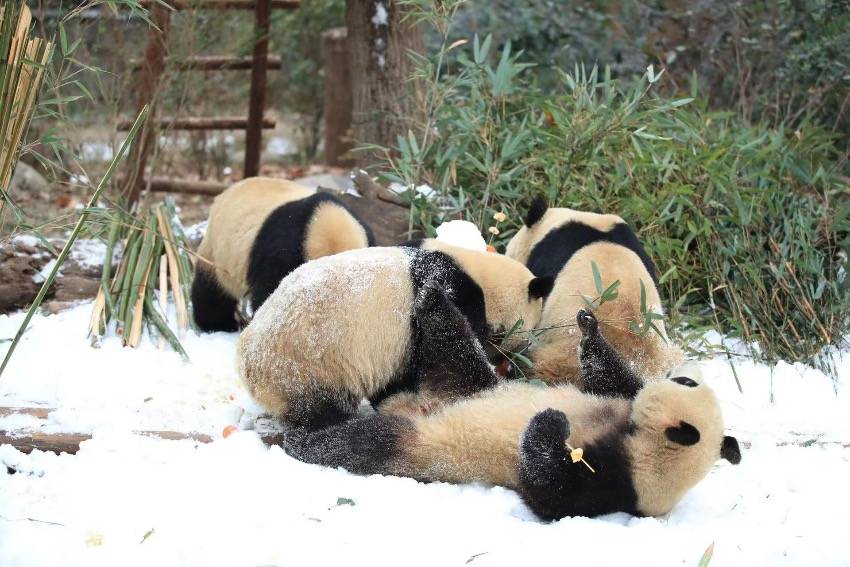 四川熊猫官方版苹果:四川成都：大熊猫尽情雪地撒欢