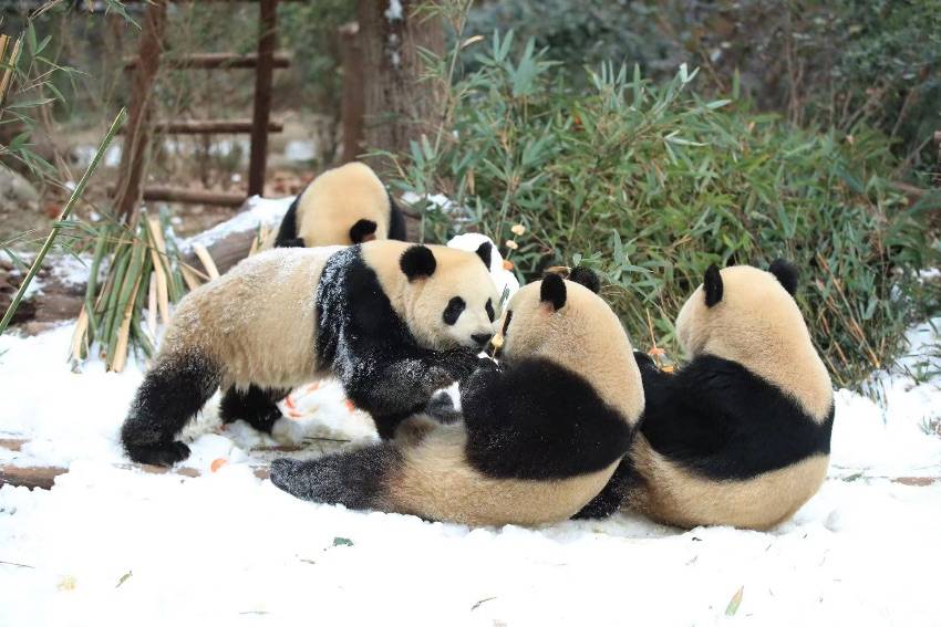 四川熊猫官方版苹果:四川成都：大熊猫尽情雪地撒欢-第2张图片-太平洋在线下载