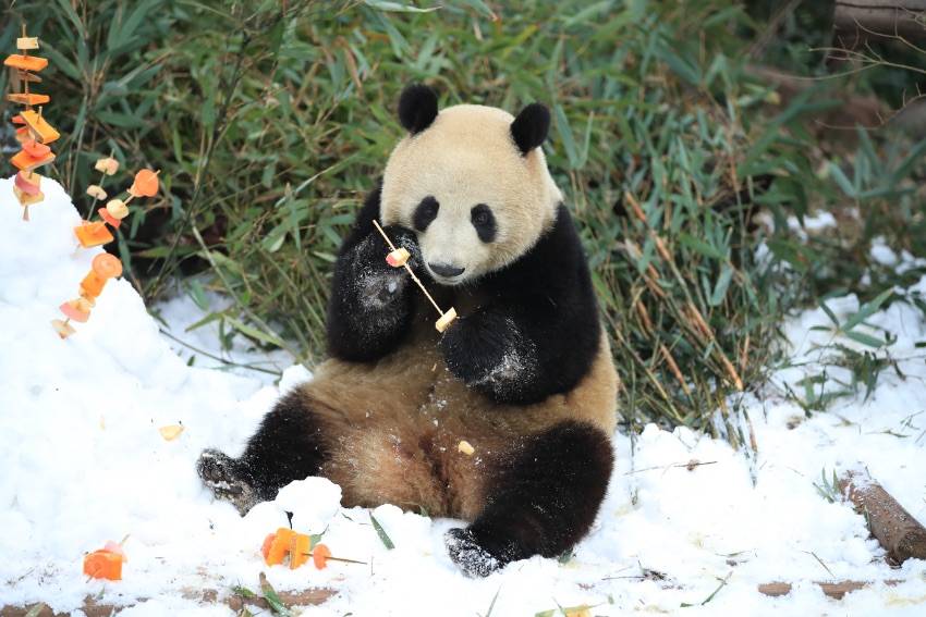 四川熊猫官方版苹果:四川成都：大熊猫尽情雪地撒欢-第3张图片-太平洋在线下载