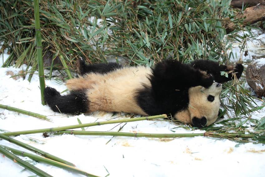 四川熊猫官方版苹果:四川成都：大熊猫尽情雪地撒欢-第5张图片-太平洋在线下载
