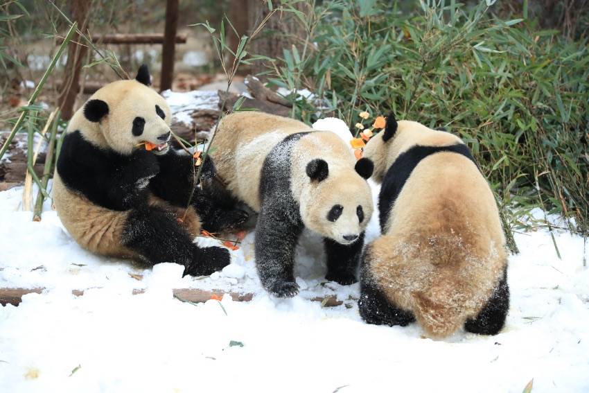 四川熊猫官方版苹果:四川成都：大熊猫尽情雪地撒欢-第6张图片-太平洋在线下载
