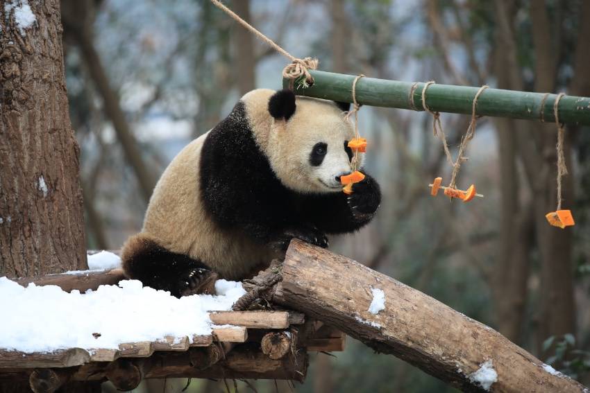 四川熊猫官方版苹果:四川成都：大熊猫尽情雪地撒欢-第7张图片-太平洋在线下载