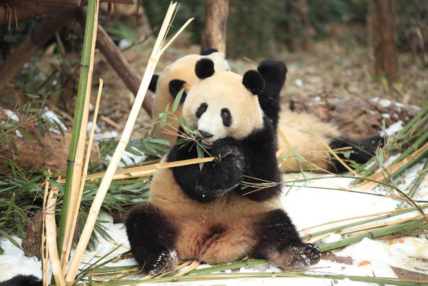 四川熊猫官方版苹果:四川成都：大熊猫尽情雪地撒欢-第8张图片-太平洋在线下载