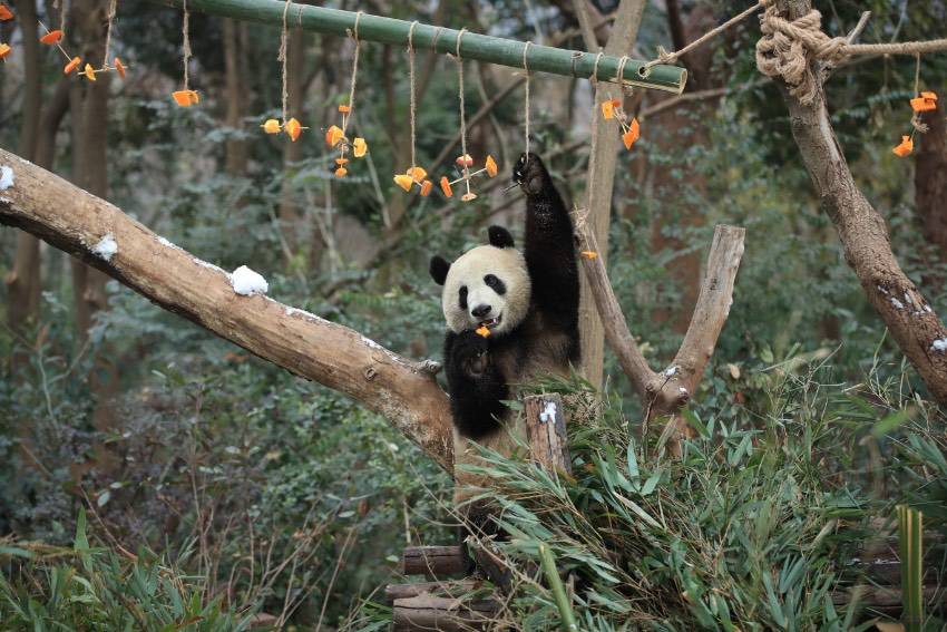 四川熊猫官方版苹果:四川成都：大熊猫尽情雪地撒欢-第9张图片-太平洋在线下载