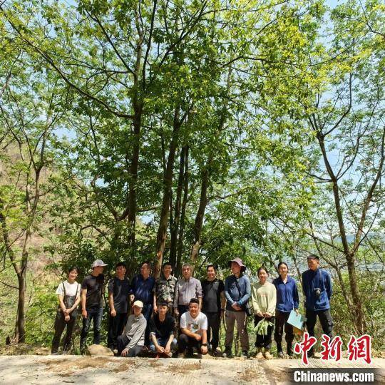 苹果版清粉大师
:贵州发现国家二级保护植物野生红豆树种群近万株-第2张图片-太平洋在线下载