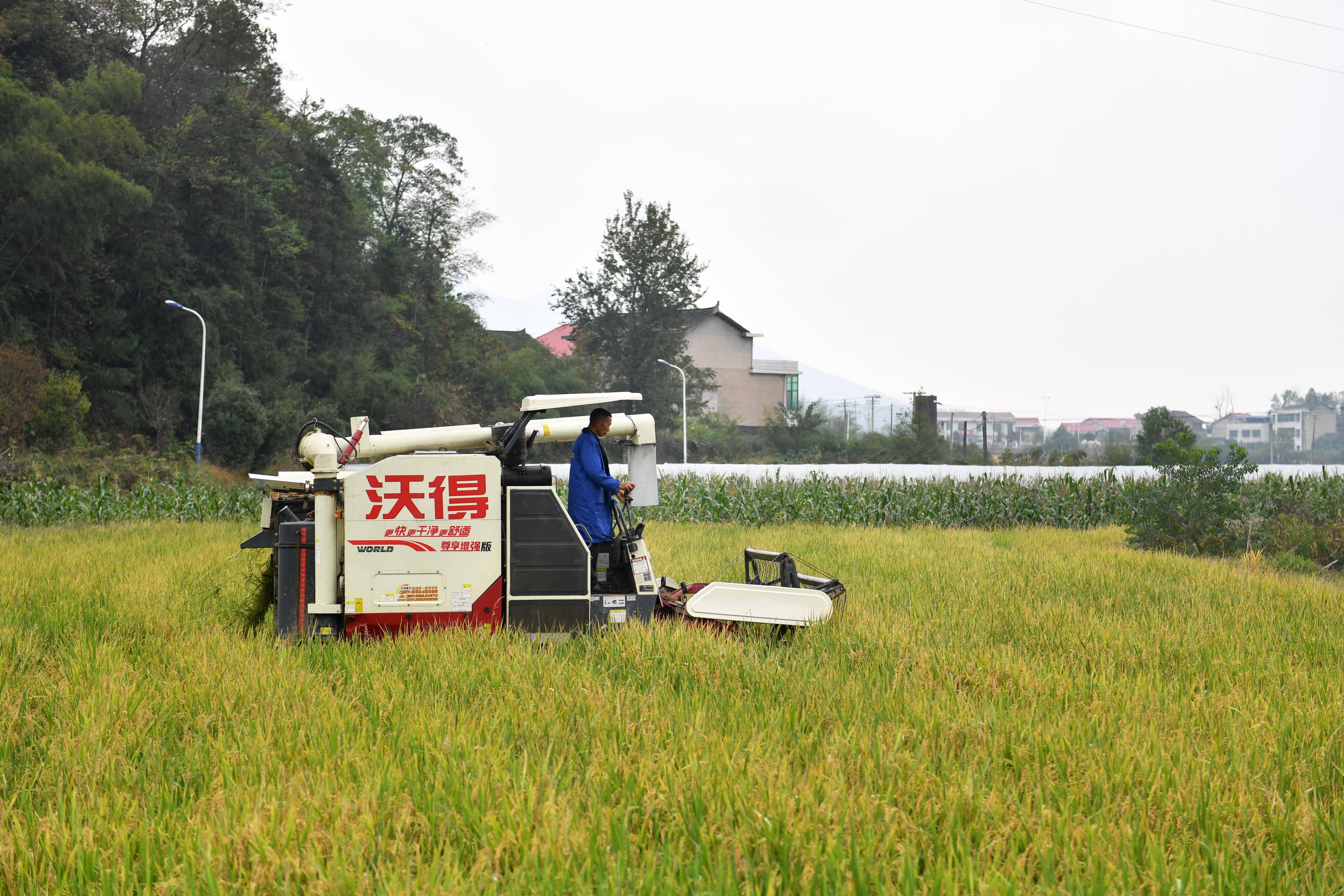（经济）湖南双峰：“稻再油”示范片“一田三收”促增产-第2张图片-太平洋在线下载