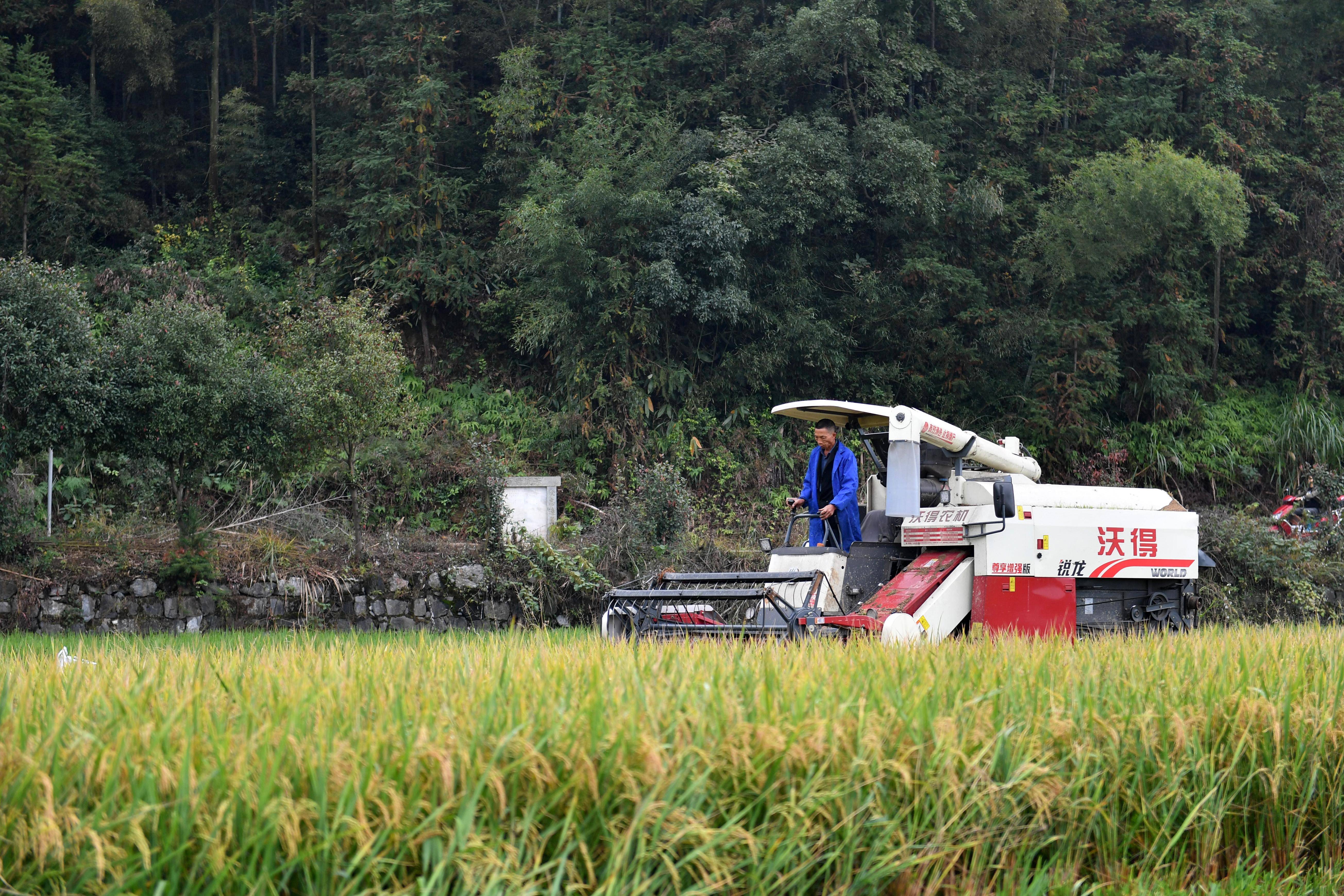 （经济）湖南双峰：“稻再油”示范片“一田三收”促增产-第3张图片-太平洋在线下载