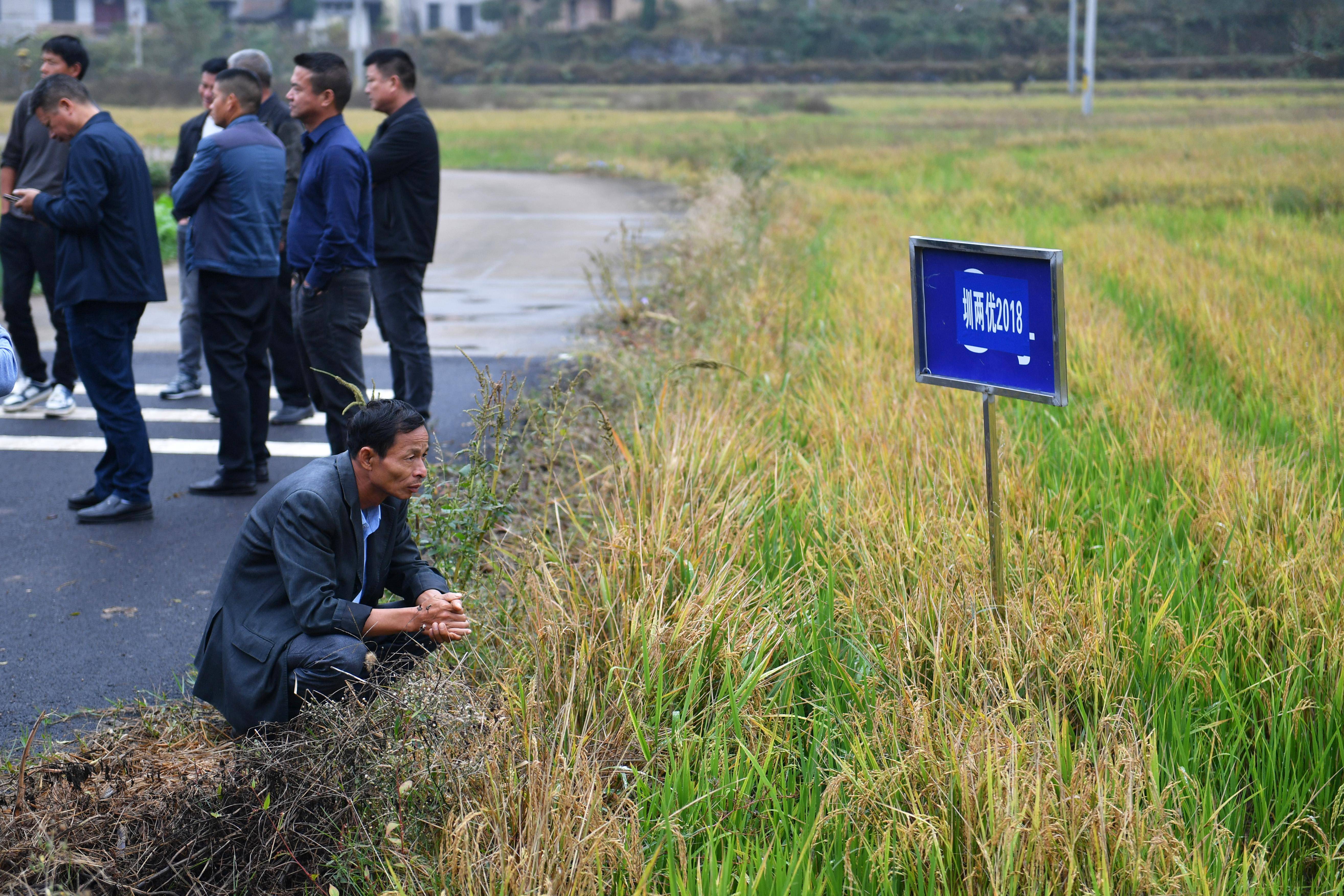（经济）湖南双峰：“稻再油”示范片“一田三收”促增产-第4张图片-太平洋在线下载