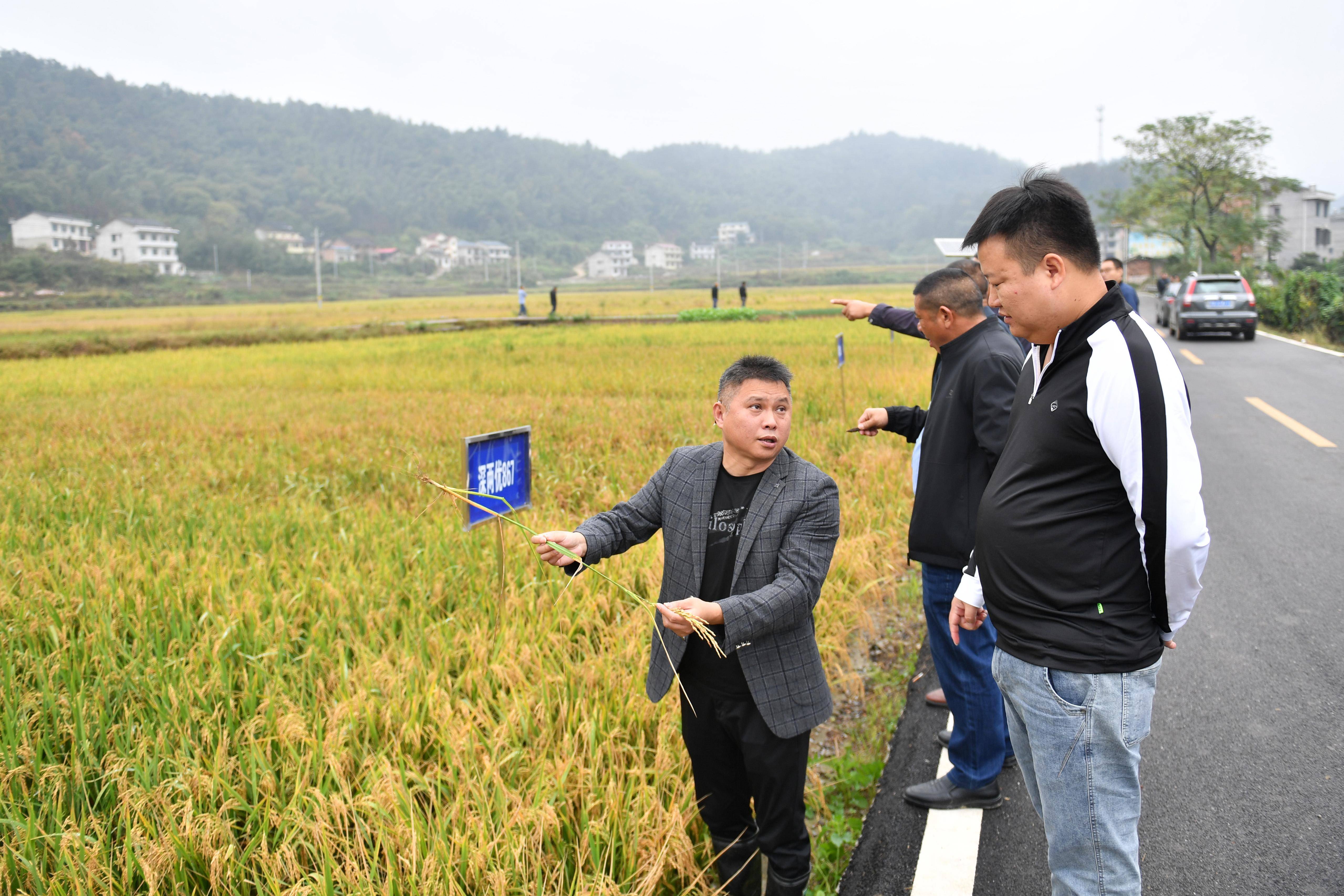 （经济）湖南双峰：“稻再油”示范片“一田三收”促增产-第6张图片-太平洋在线下载